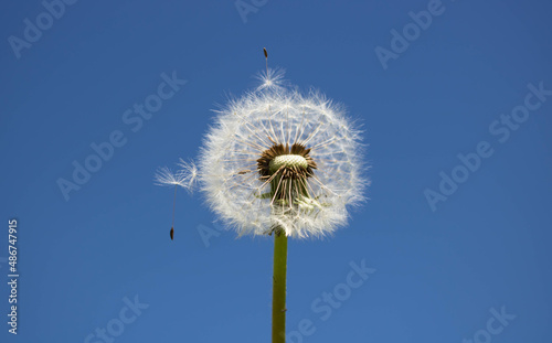 Fototapeta Naklejka Na Ścianę i Meble -  A dandelion with seeds blown away by the wind across a clear blue sky
