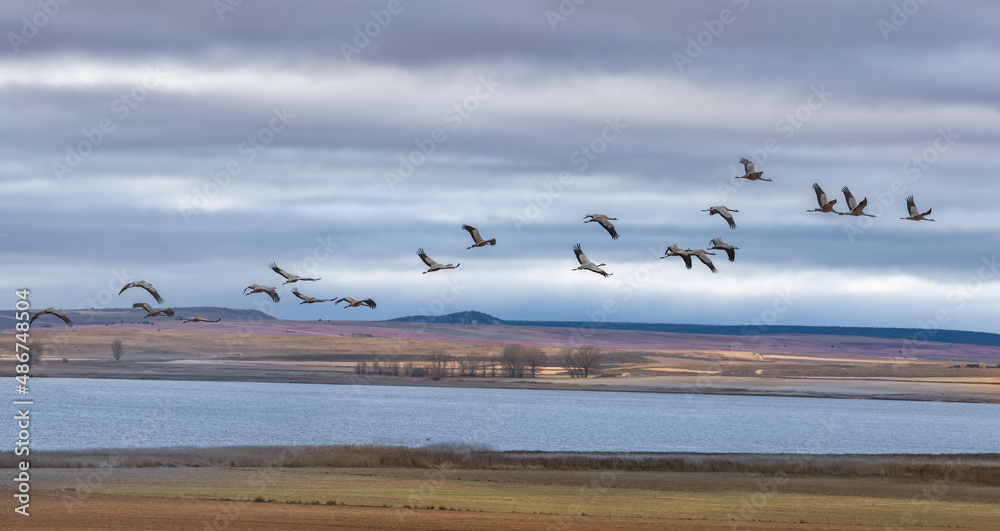 Flock of Cranes Returning to Gallocanta Lagoon, Spain