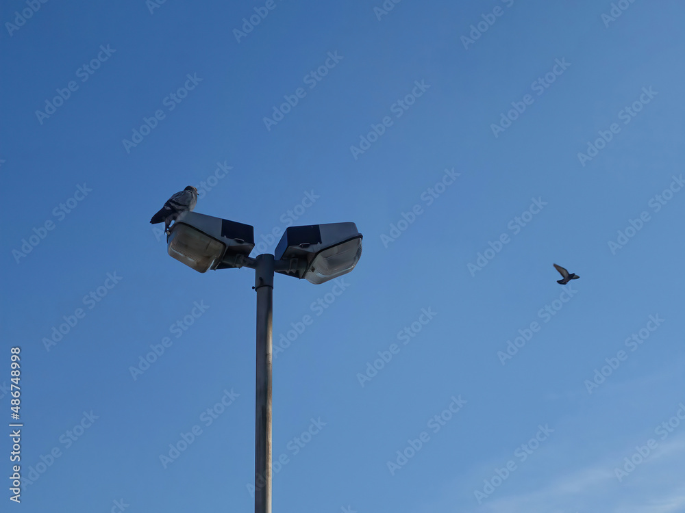 Bird stands on the street lamp with lamppost another one flying Bird stands on the street lamp with lamppost another one flying