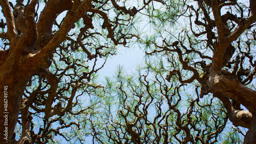 日本庭園にある松（多行松）