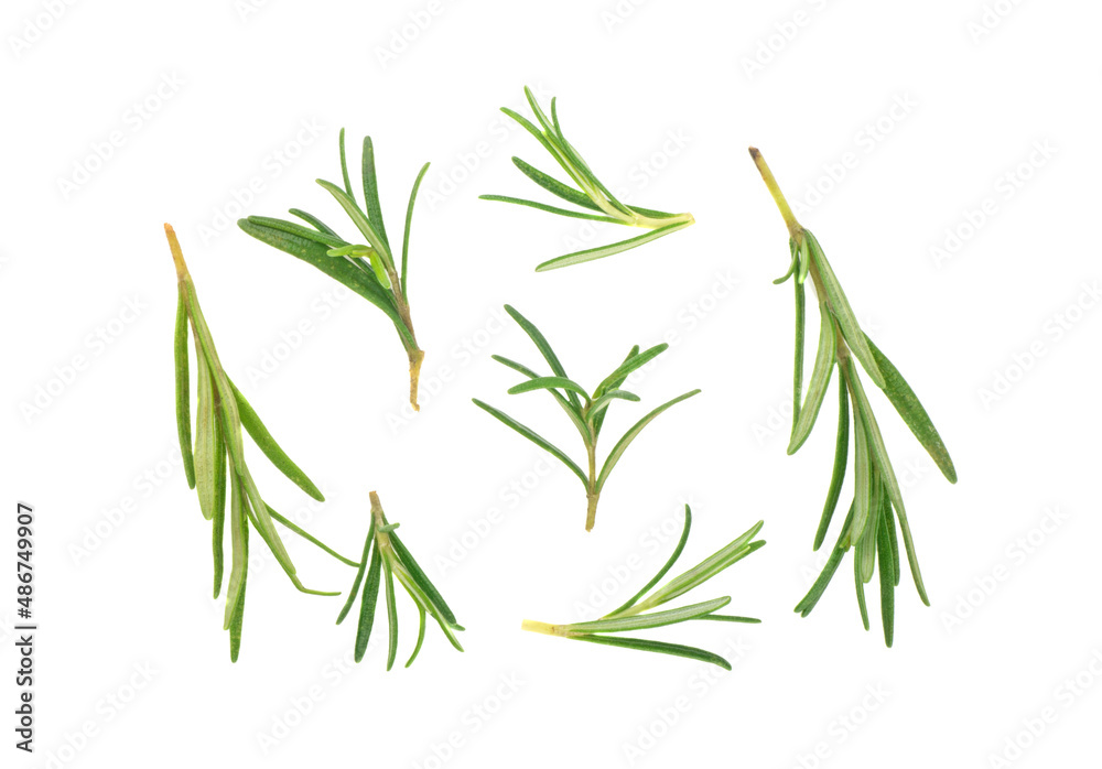 Rosemary twig and leaves isolated on white background. Rosemary twig and leaves isolated on white background.