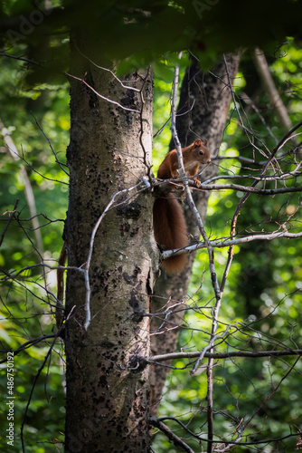 écureuil roux perché sur l'arbre © Pyc Assaut