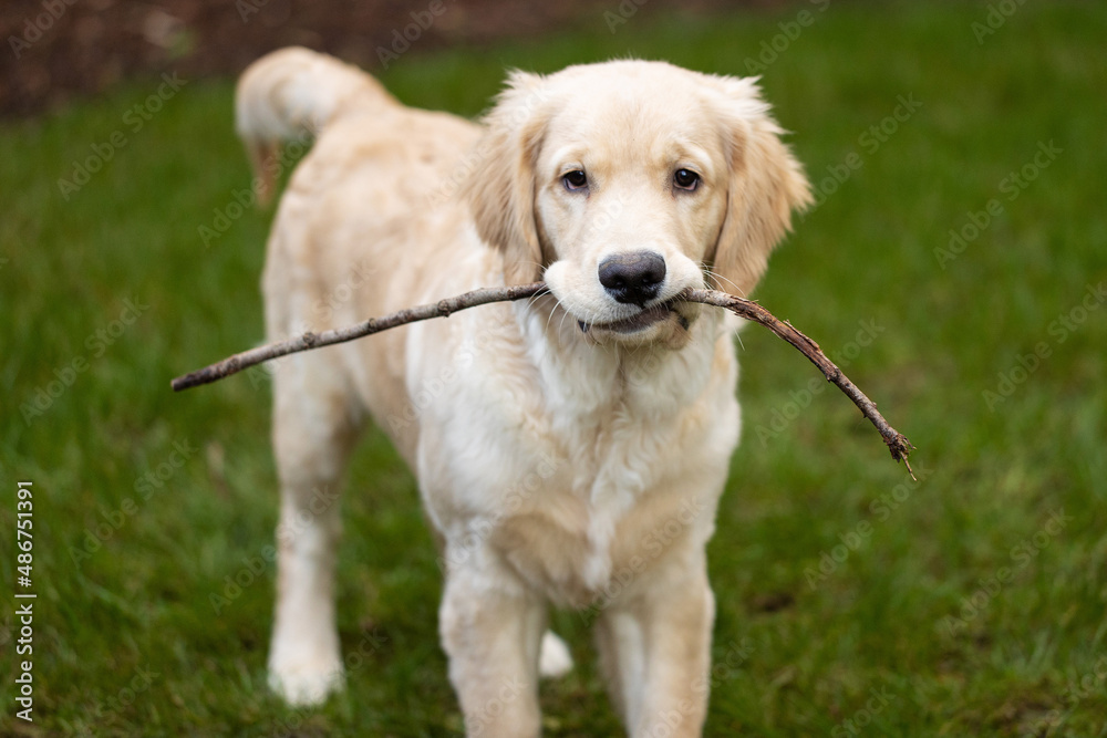 Cute golden retriever puppy dog playing with a small stick in the back yard on green grass Cute golden retriever puppy dog playing with a small stick in the back yard on green grass