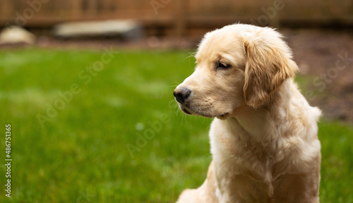 Cute golden retriever puppy dog playing in the back yard on green grass