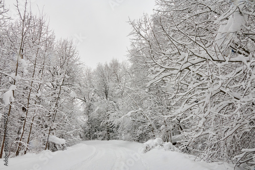White road covered with fresh snow leads through the forest. Drifts of snow lie on the branches of trees after a recent snowfall