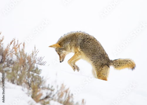 Coyote hunting in Hayden Valley of Yellowstone National Park photo