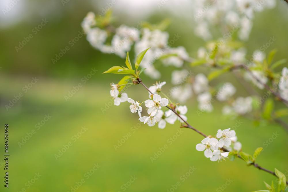 Blooming cherry tree on a blurred natural background. Selective focus. High quality photo
