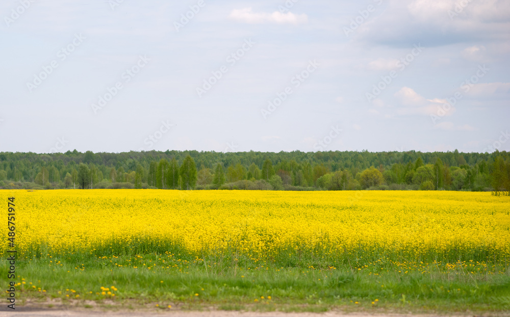 beautiful summer field with yellow flowers