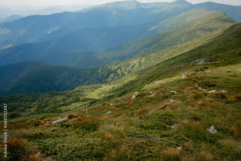 Naklejka premium Carpathians mountain range at summer morning. Beauty of wild virgin Ukrainian nature. Peacefulness.