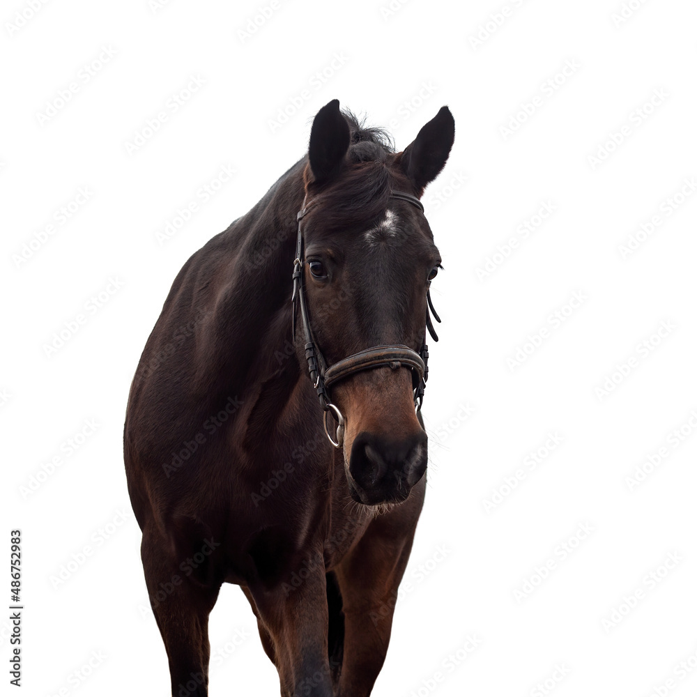 Obraz premium Portrait of a dark bay horse in a bridle on a white background.