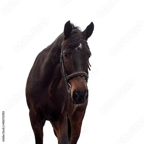 Portrait of a dark bay horse in a bridle on a white background.
