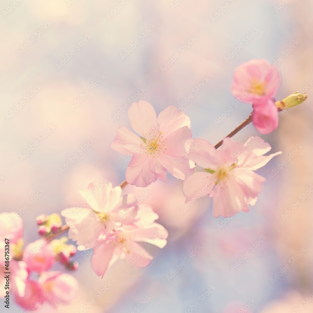 Beautiful blossom tree. Nature scene with sun on Sunny day. Spring flowers. Abstract blurred background in Springtime. Beautiful blossom tree. Nature scene with sun on Sunny day. Spring flowers. Abstract blurred background in Springtime.