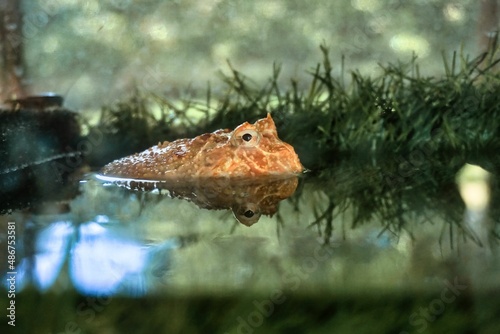 frog in the pond