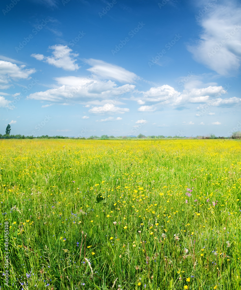 green summer meadow green summer meadow