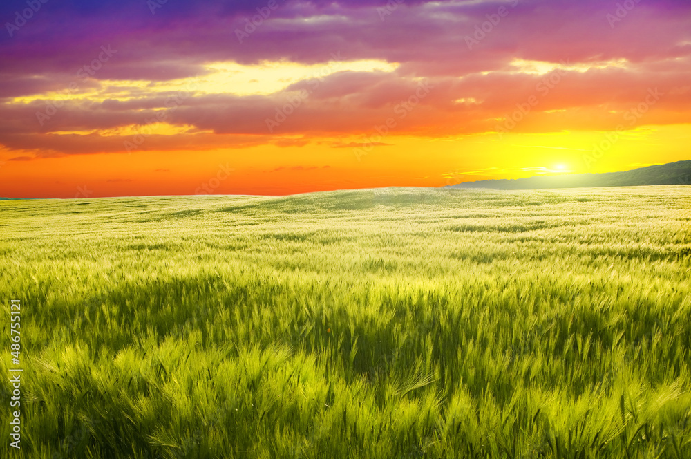 Meadow of wheat on sunset.