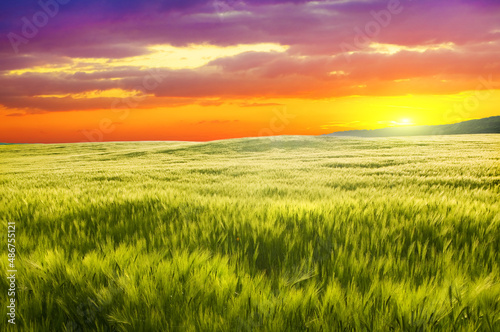 Meadow of wheat on sunset.