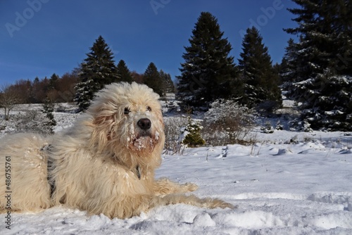 Goldendoodle im Schnee auf dem Meissner photo