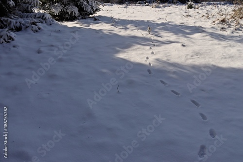 Fuchsfährte im Schnee auf dem Meissner