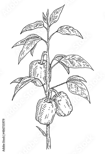 Branch of sweet bell peppers plant with leaf. Vintage engraving