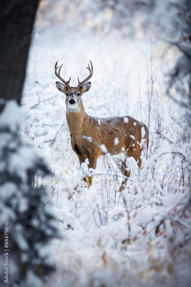 Buck in Snow Portrait Buck in Snow Portrait