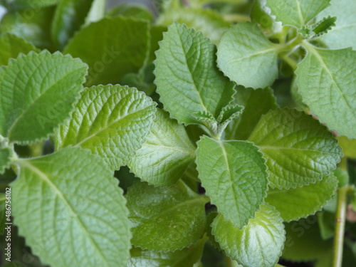 Green background of fresh green herb lemon balm or mint. Healthy food and lifestyle.