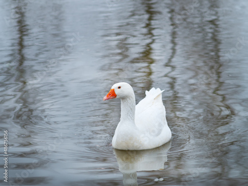 wild white goose in the river.