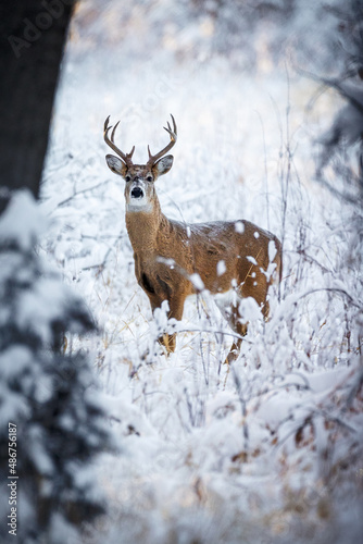 Buck in Snow Portrait © David