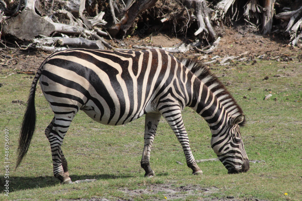 zebra eating grass