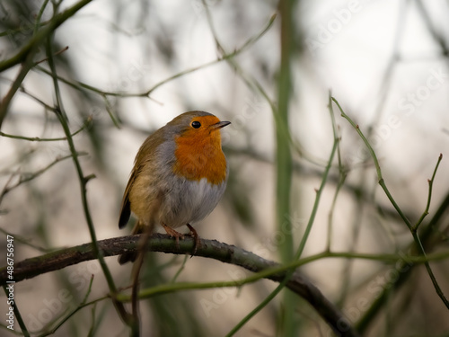 robin on a branch