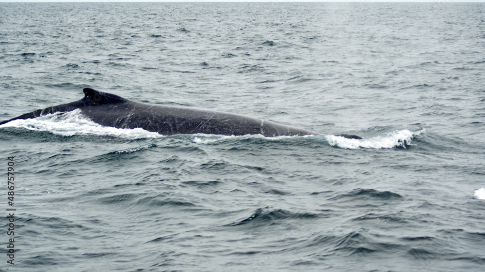 Fototapeta premium Humpback whale in Machalilla National Park, off the coast of Puerto Lopez, Ecuador