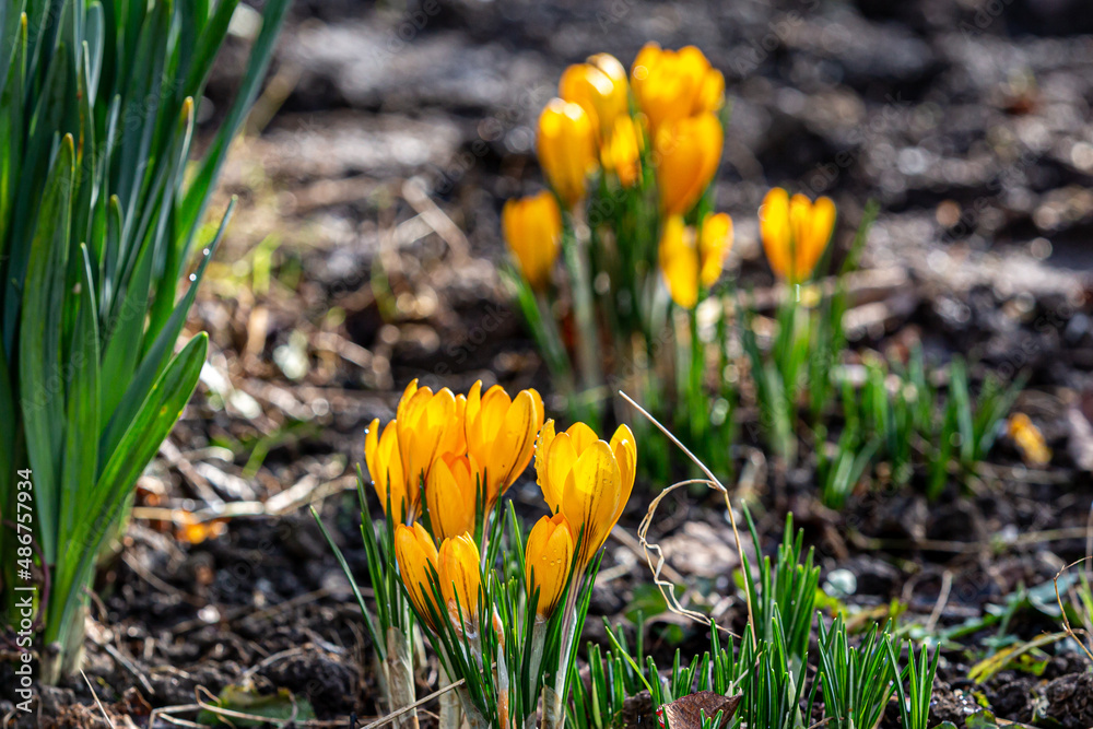 Vibrant yellow crocus flowers on a sunny february day Vibrant yellow crocus flowers on a sunny february day