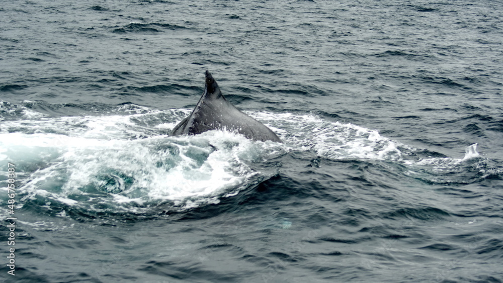 Fototapeta premium Humpback whale in Machalilla National Park, off the coast of Puerto Lopez, Ecuador