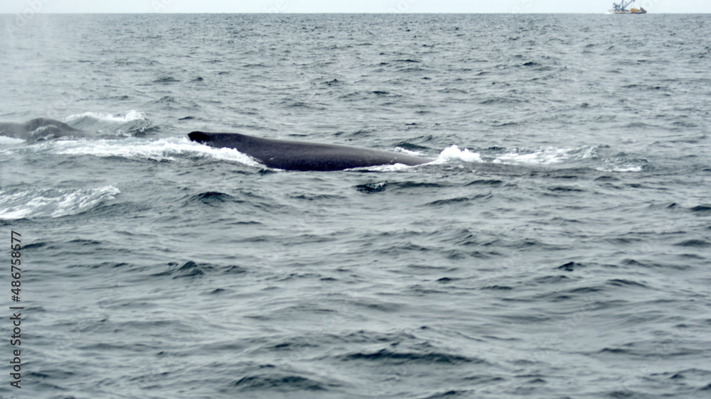 Obraz premium Humpback whale in Machalilla National Park, off the coast of Puerto Lopez, Ecuador