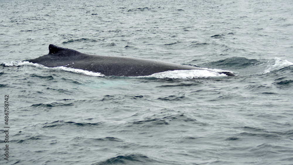 Humpback whale in Machalilla National Park, off the coast of Puerto Lopez, Ecuador Humpback whale in Machalilla National Park, off the coast of Puerto Lopez, Ecuador