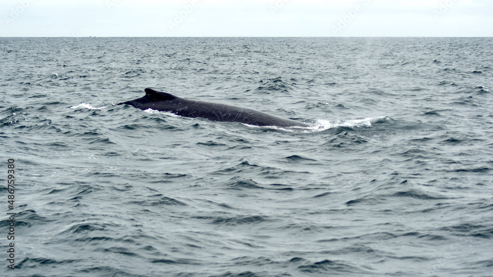 Obraz premium Humpback whale in Machalilla National Park, off the coast of Puerto Lopez, Ecuador