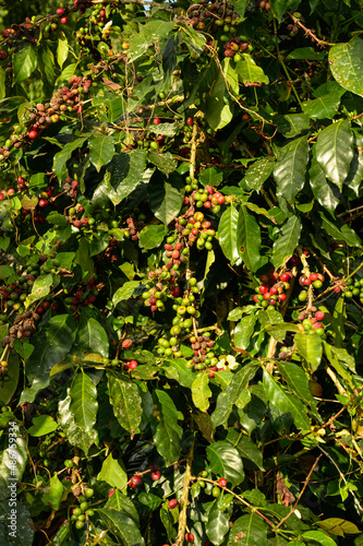 fruits of coffee plant in morning day