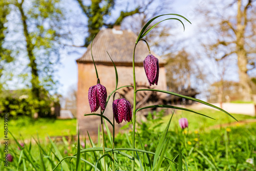 Snake's head fritillary, Fritillaria meleagris and other springtime flowers in front of ancient watermill photo