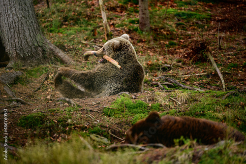 Brown bear playing in the woods with a wooden stick.