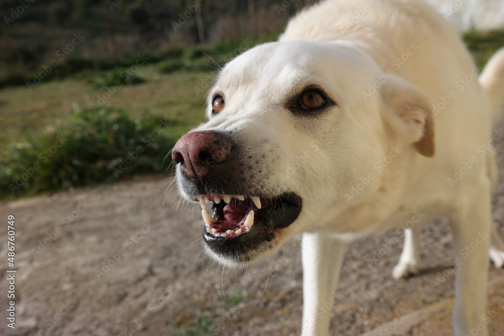 Cane bianco Cane bianco
