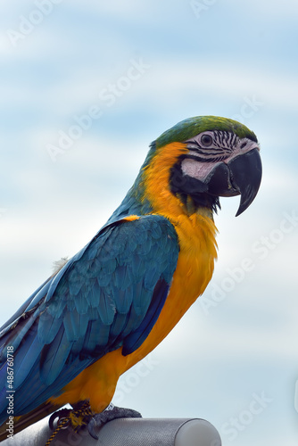 Photo of scarlet macaw bird 