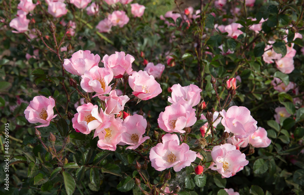 Floral. Roses blooming in the park. Closeup view of Rosa bingo Meidiland flowers of pink petals blossoming in spring in the garden.