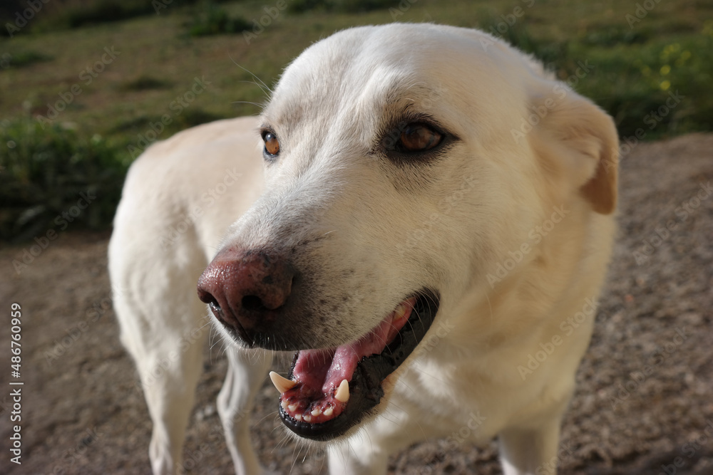 Cane bianco Cane bianco