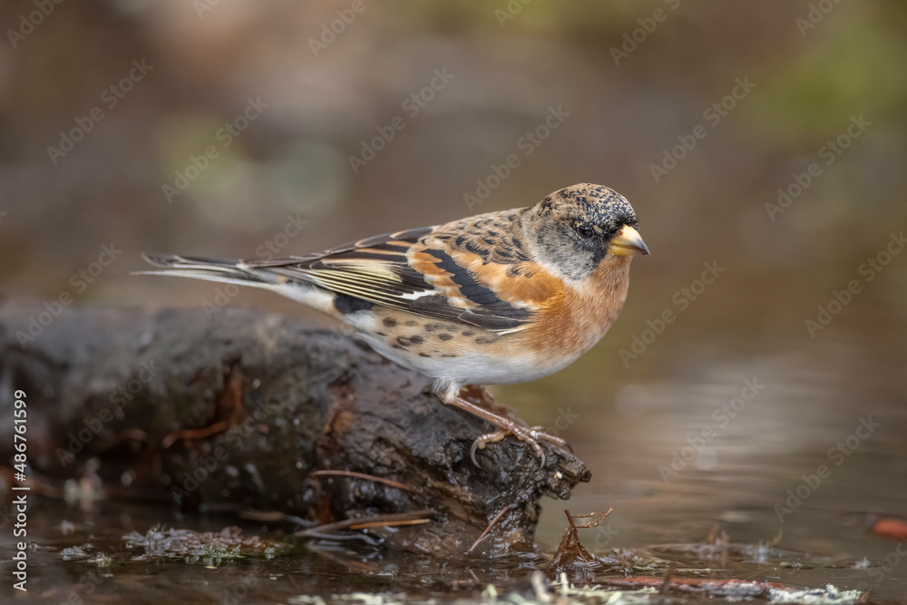 Brambling, male, perched on a branch over a pool of water, looking for food in the winter close up in Scotland, uk Brambling, male, perched on a branch over a pool of water, looking for food in the winter close up in Scotland, uk