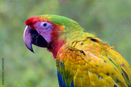 Rare color of scarlet macaw bird © DS light photography