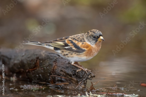 Brambling, male, perched on a branch over a pool of water, looking for food in the winter close up in Scotland, uk