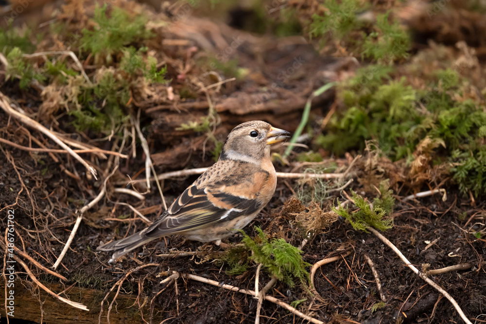 Brambling, female, perched on the forest floor, looking for food in the winter close up in Scotland, uk Brambling, female, perched on the forest floor, looking for food in the winter close up in Scotland, uk