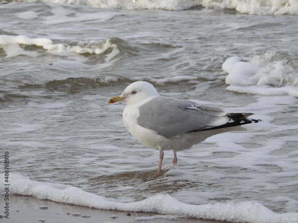 seagull on the beach seagull on the beach