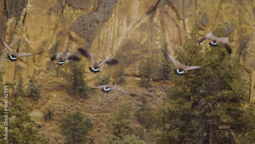 Canadian geese take off in flight in front of a natural rock cliff