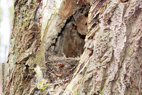 Gniazdo ptaka, ukryte gniazdo, kos gniazdo, nido de mirlo blackbird nest bird's nest photo