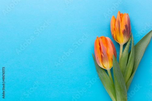 Orange tulips on the colored background  with copy space.